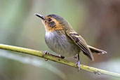 Ochre-faced Tody-flycatcher, Reserva Kaetes, Espirito Santo, Brazil, October 2022 - click for larger image