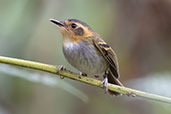 Ochre-faced Tody-flycatcher, Reserva Kaetes, Espirito Santo, Brazil, October 2022 - click for larger image