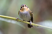 Ochre-faced Tody-flycatcher, Reserva Kaetes, Espirito Santo, Brazil, October 2022 - click for larger image