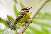 Rufous-crowned Tody-Tyrant, Rio Blanco, Caldas Colombia, April 2012 - click for larger image