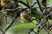 Rufous-crowned Tody-Tyrant, Cabanas San Isidro, Napo, Ecuador, November 2019 - click for larger image