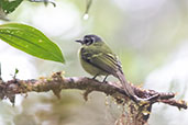 Marble-faced Bristle-tyrant Tyrannulet, San Isidro, Napo, Ecuador, November 2019 - click for larger image