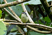 Marble-faced Bristle-tyrant Tyrannulet, San Isidro, Napo, Ecuador, November 2019 - click for larger image