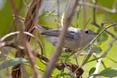Blue-grey Gnatcatcher, Soplillar, Zapata Swamp, Cuba, February 2005 - click on image for a larger view