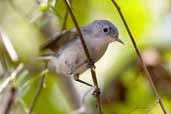 Blue-grey Gnatcatcher, Soplillar, Zapata Swamp, Cuba, February 2005 - click on image for a larger view