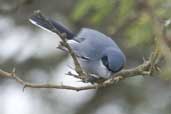 Male Masked Gnatcatcher, Barra do Quaraí, Rio Grande do Sul, Brazil, August 2004 - click for larger image