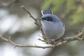 Male Masked Gnatcatcher, Barra do Quaraí, Rio Grande do Sul, Brazil, August 2004 - click for larger image