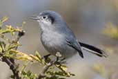 Female Masked Gnatcatcher, Barra do Quaraí, Rio Grande do Sul, Brazil, August 2004 - click for larger image