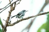 Female Masked Gnatcatcher, Caseara, Tocantins, Brazil, January 2002 - click for larger image