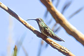 Female White-tailed Goldenthroat, Emas, Goiás, Brazil, April 2001 - click for larger image