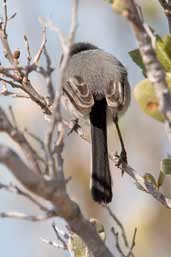 Cuban Gnatcatcher, Cayo Paredón Grande, Cuba, February 2005 - click on image for a larger view