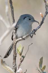 Cuban Gnatcatcher, Cayo Paredón Grande, Cuba, February 2005 - click on image for a larger view