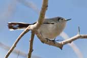 Cuban Gnatcatcher, Cayo Coco, Cuba, February 2005 - click on image for a larger view