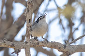 Tropical Gnatcatcher, Rafan, Lambayeque, Peru, October 2018 - click for larger image