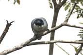 Male Tropical Gnatcatcher, Boa Nova, Brazil, Brazil, July 2002 - click for larger image