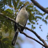 Male Tropical Gnatcatcher, Boa Nova, Brazil, Brazil, July 2002 - click for larger image