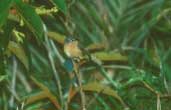 Grey-backed Tachuri, Serra do Cip&oacute;, Minas Gerais, Brazil, February 2002 - click for larger image
