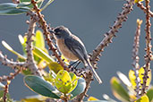 Grey-backed Tachuri, Serra da Canastra, Minas Gerais, Brazil, October 2022 - click for larger image