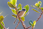 Grey-backed Tachuri, Serra da Canastra, Minas Gerais, Brazil, October 2022 - click for larger image