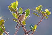 Grey-backed Tachuri, Serra da Canastra, Minas Gerais, Brazil, October 2022 - click for larger image