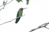 Male Green-tailed Goldenthroat, Parque Ecológico Lages, Amazonas, Brazil, July 2004 - click for larger image