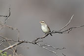 Collared Warbling-finch, Chaparri, Lambayeque, Peru, October 2018 - click for larger image