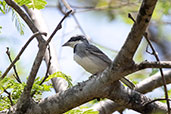 Collared Warbling-finch, Chaparri, Lambayeque, Peru, October 2018 - click for larger image