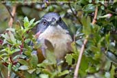 Red-rumped Warbling-Finch, Itatiaia, Rio de Janeiro, Brazil, November 2008 - click for larger image