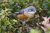 Red-rumped Warbling-Finch, Itatiaia, Rio de Janeiro, Brazil, November 2008 - click for larger image