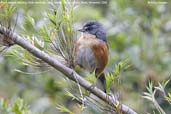 Red-rumped Warbling-Finch, Itatiaia, Rio de Janeiro, Brazil, November 2008 - click for larger image