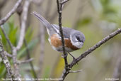 Bay-chested Warbling-Finch, Itatiaia, Rio de Janeiro, Brazil, November 2008 - click for larger image