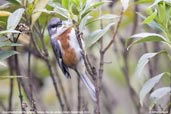 Bay-chested Warbling-Finch, Itatiaia, Rio de Janeiro, Brazil, November 2008 - click for larger image