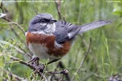 Bay-chested Warbling-Finch, Itatiaia, Rio de Janeiro, Brazil, November 2008 - click for larger image