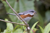 Bay-chested Warbling-Finch, Itatiaia, Rio de Janeiro, Brazil, November 2008 - click for larger image