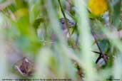 Ash-throated Crake, REGUA, Rio de Janeiro, Brazil, November 2006 - click for larger image