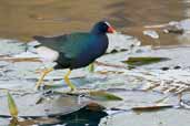 Purple Gallinule, Aguas de São Pedro, São Paulo, Brazil, August 2004 - click for larger image