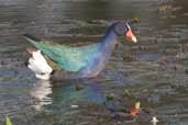 Purple Gallinule, Aguas de S&atilde;o Pedro, S&atilde;o Paulo, Brazil, August 2004 - click for larger image