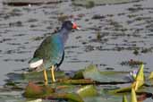 Purple Gallinule, Aguas de São Pedro, São Paulo, Brazil, August 2004 - click for larger image