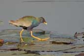 Immature Purple Gallinule, Aguas de São Pedro, São Paulo, Brazil, August 2004 - click for larger image