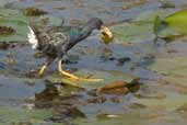 Immature Purple Gallinule, Aguas de São Pedro, São Paulo, Brazil, August 2004 - click for larger image