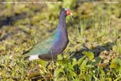 Purple Gallinule, Aguas de São Pedro, São Paulo, Brazil, November 2008 - click for larger image