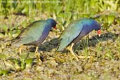 Purple Gallinule, Aguas de São Pedro, São Paulo, Brazil, November 2008 - click for larger image