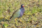 Purple Gallinule, Aguas de São Pedro, São Paulo, Brazil, November 2008 - click for larger image