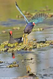 Purple Gallinule, Aguas de São Pedro, São Paulo, Brazil, November 2008 - click for larger image