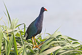 Purple Gallinule, Piracicaba, São Paulo, Brazil, October 2022 - click for larger image