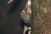 Spotted Barbtail, Santa Marta Mountains, Magdalena, Colombia, April 2012 - click for larger image