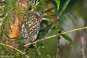 Spotted Barbtail, Otún-Quimbaya, Risaralda, Colombia, April 2012 - click for larger image