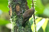 Spotted Barbtail, San Isisdro, Napo, Ecuador, November 2019 - click for larger image