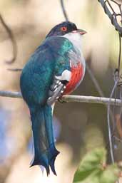 Cuban Trogon, Bermejas, Zapata Swamp, Cuba, February 2005 - click on image for a larger view