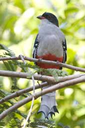 Cuban Trogon, Soplillar, Zapata Swamp, Cuba, February 2005 - click on image for a larger view